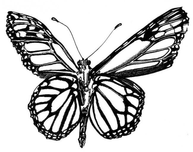 Black And White Drawings - ClipArt Best