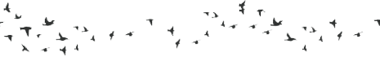 Flying Birds Gif Transparent - Cliparts.co