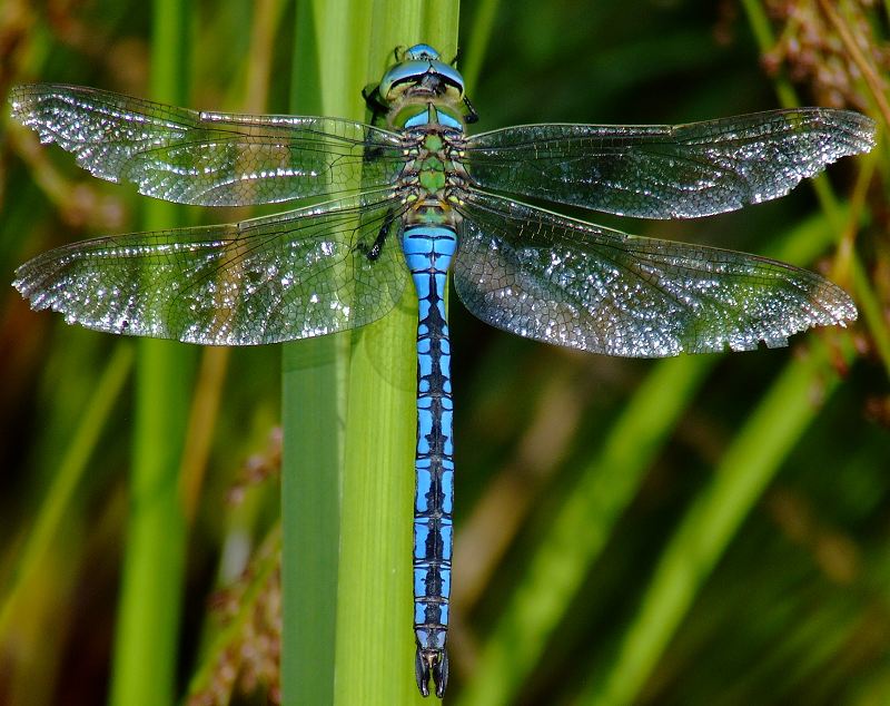 Emperor Dragonfly Anax imperator | Yorkshire Dragonflies