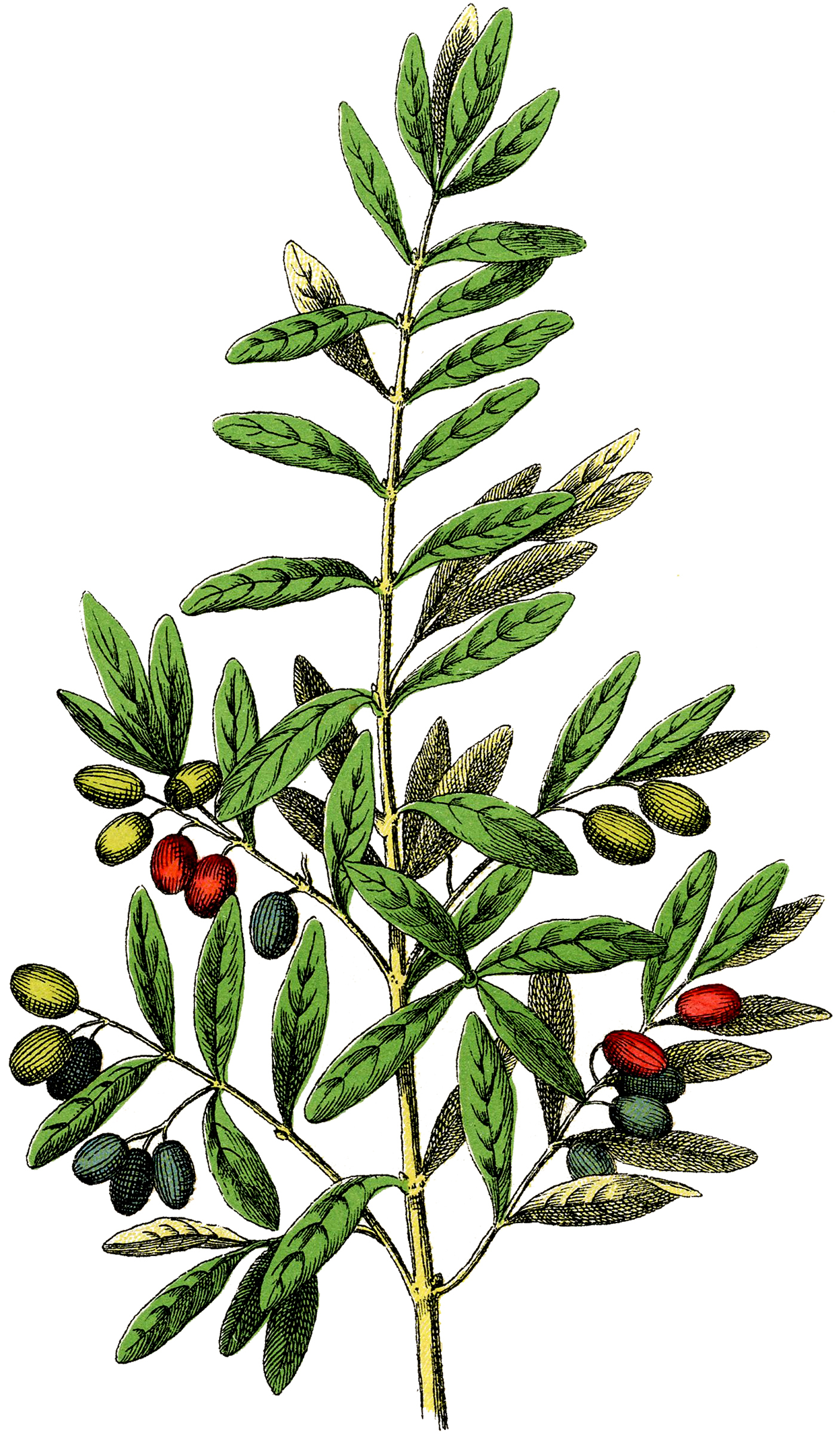 Free Botanical Olives Clip Art - Gorgeous! - The Graphics Fairy