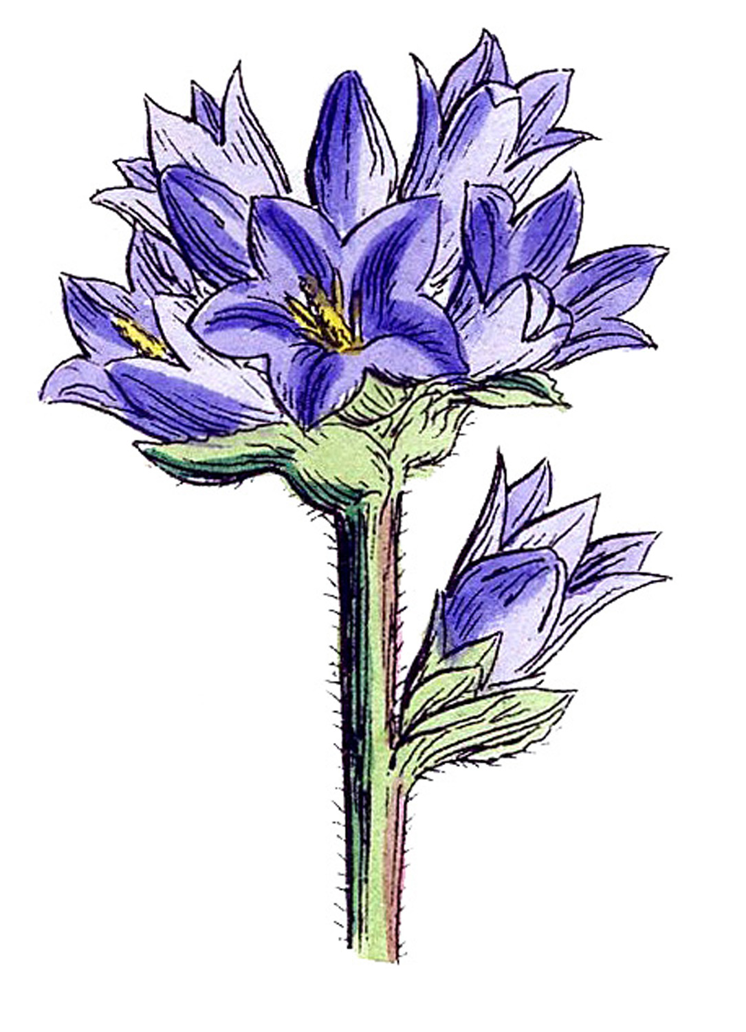 Vintage Stock Images - Botanical Wild Flowers - Purple - The ...