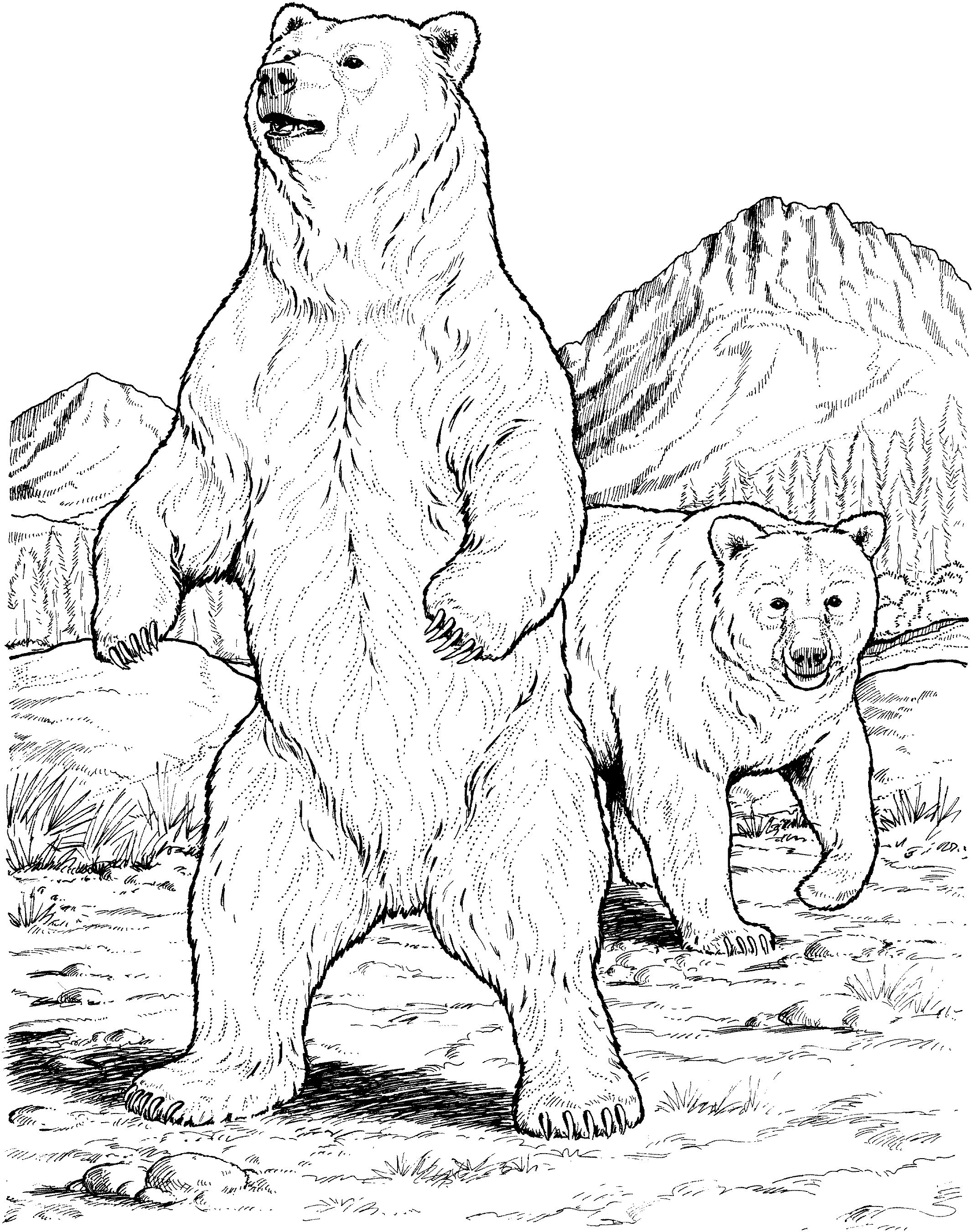 sketching brown bears | Bear Coloring Pages | Line drawing | Pinterest