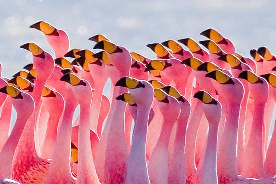 Why Are Flamingos Pink? - Trivials