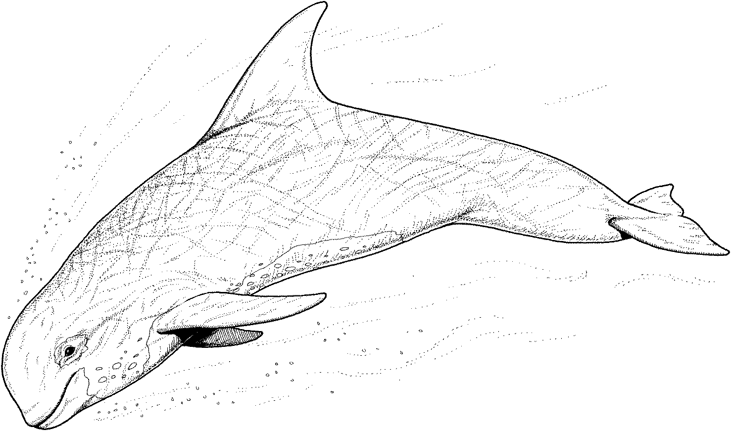 whale-15.gif