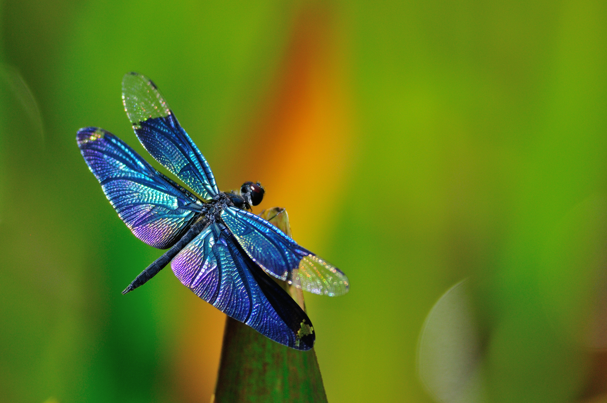 197 Dragonfly HD Wallpapers | Backgrounds - Wallpaper Abyss