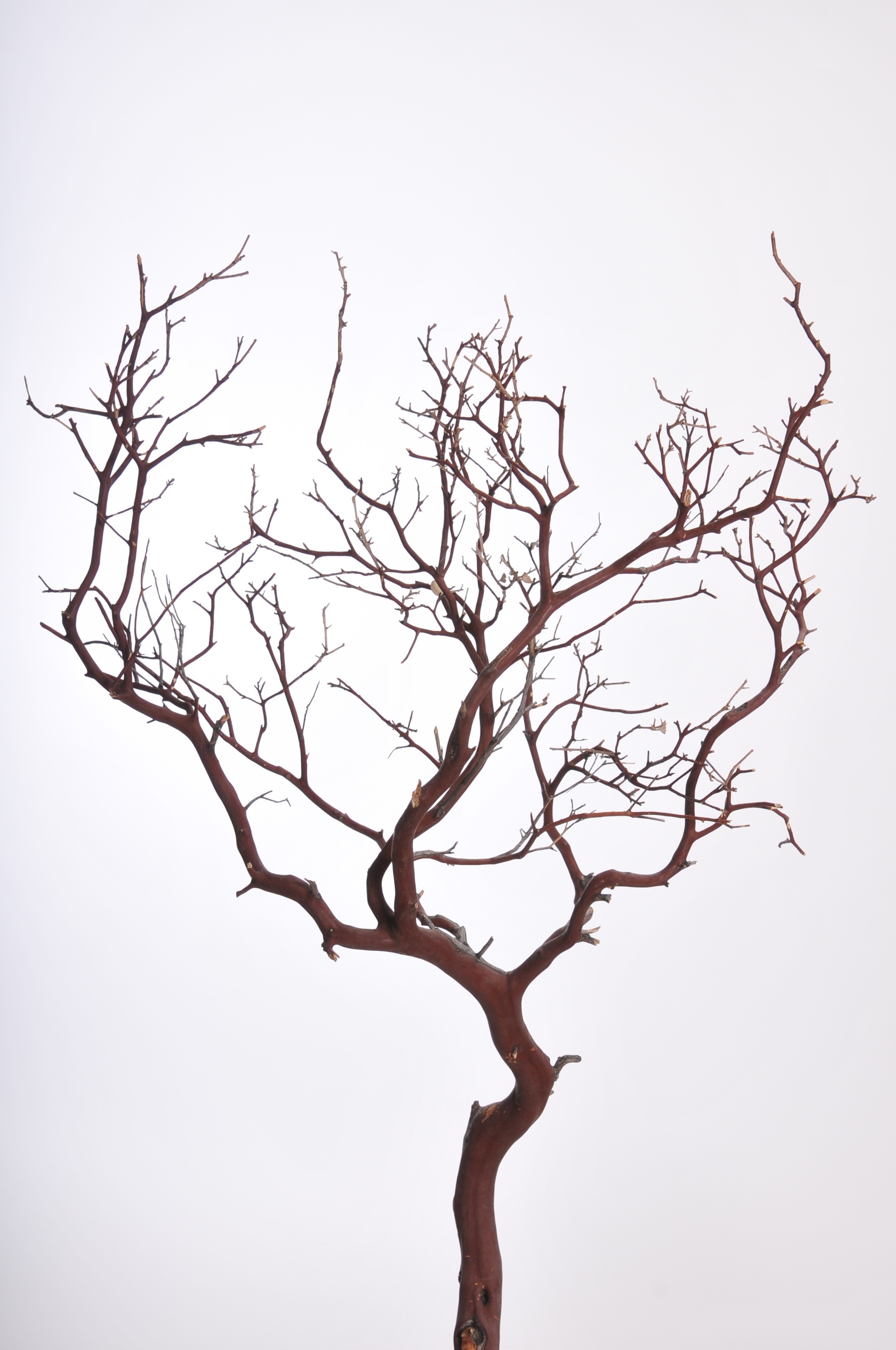Decorative Branches Cliparts.co