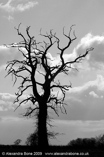 14.03.2009 - Scary tree | Flickr - Photo Sharing!