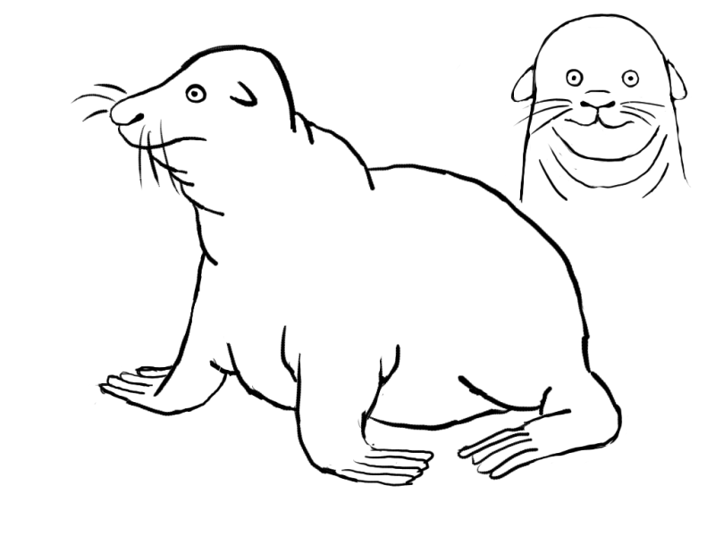 How To Draw A Sea Lion Easily