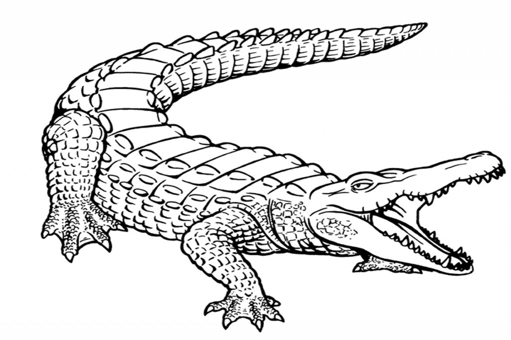 Free Printable Alligator Coloring Pages For Kids | Coloring Pages ...