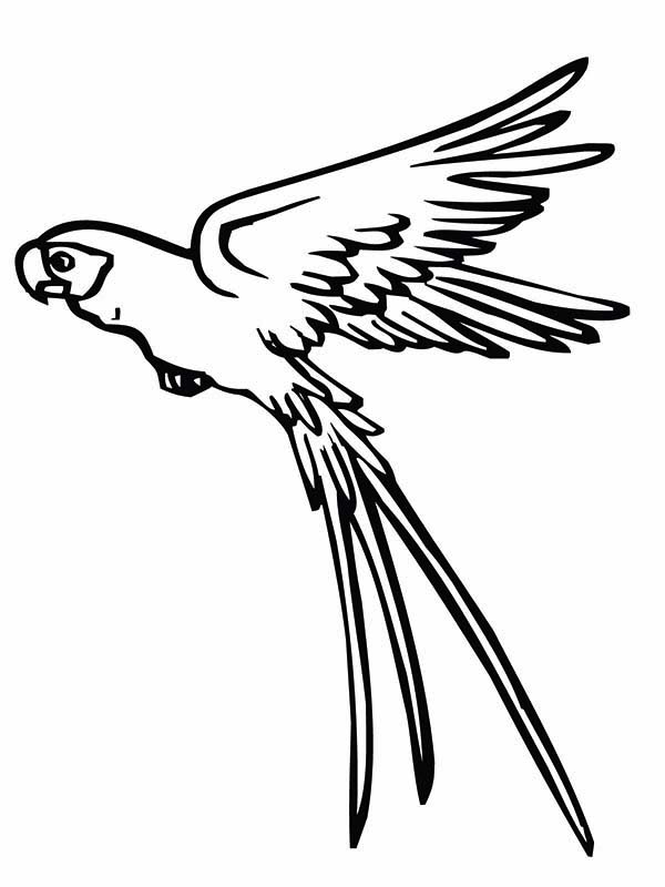 Parrot is Flying Coloring Page - Download & Print Online Coloring ...
