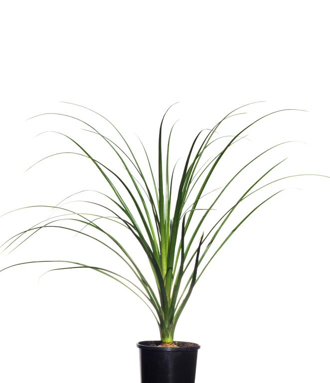 Natures Colours Plant Nursery Dural | Order Plants Online - Only $0.00