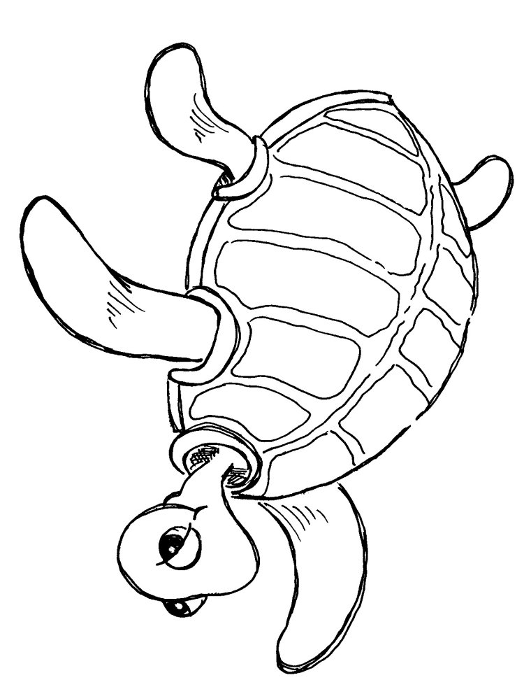 Turtle Clip Art Cartoon