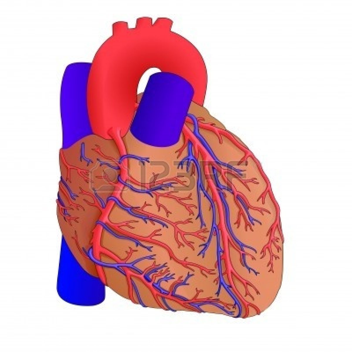 free clip art human heart - photo #9