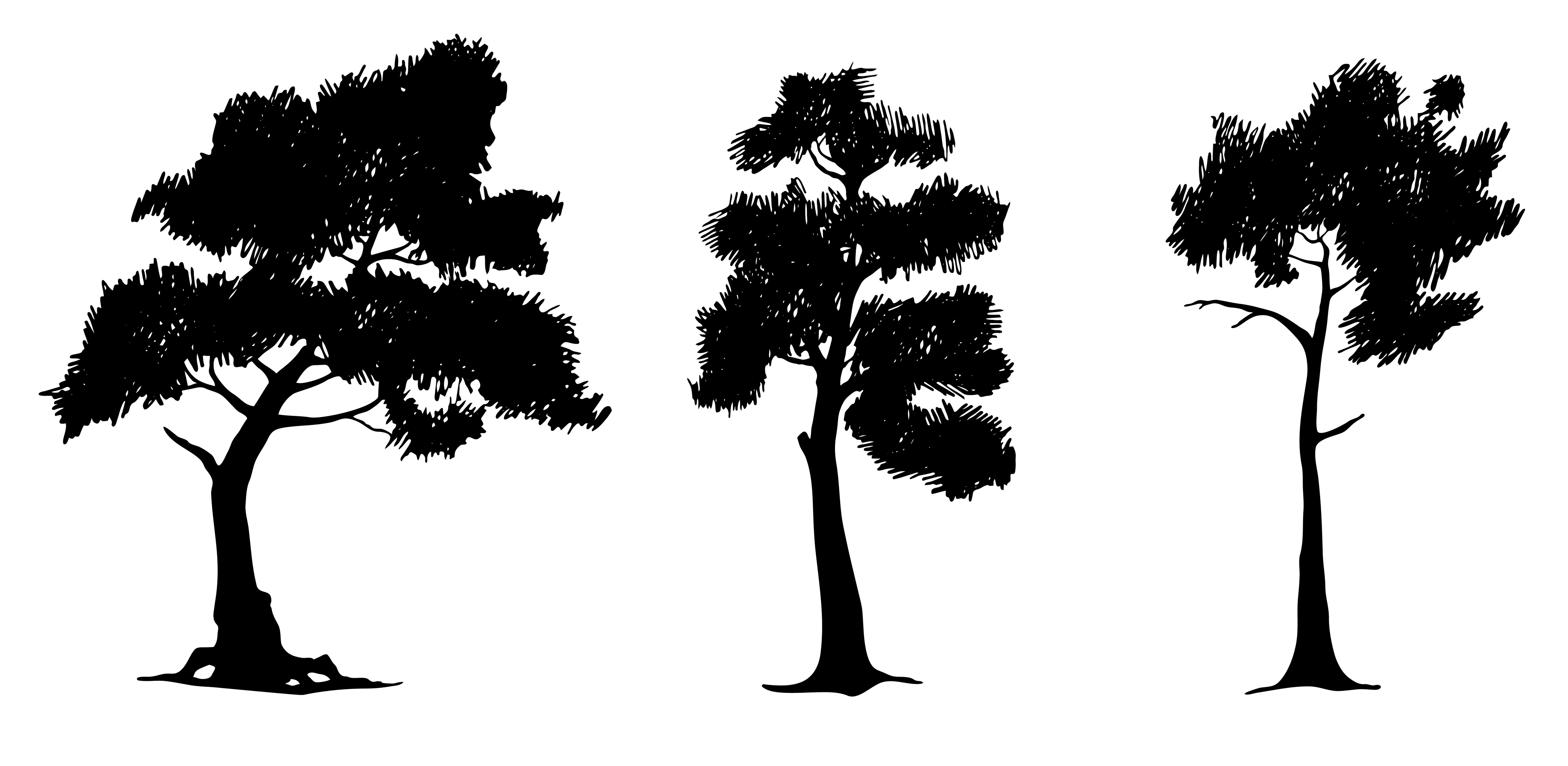 nuska » Pine tree illustration