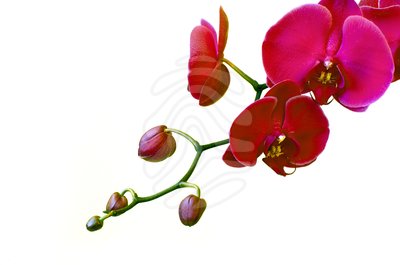 Pink orchids - clipart #