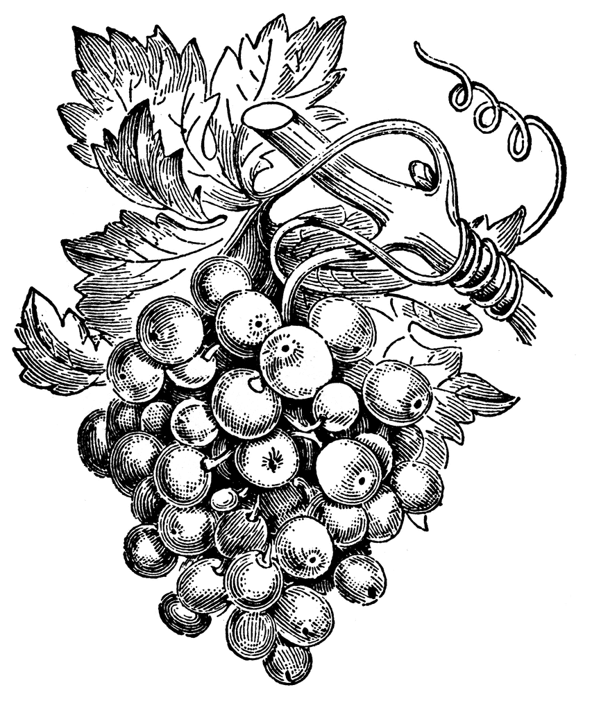 grape vine clip art | wine | Pinterest