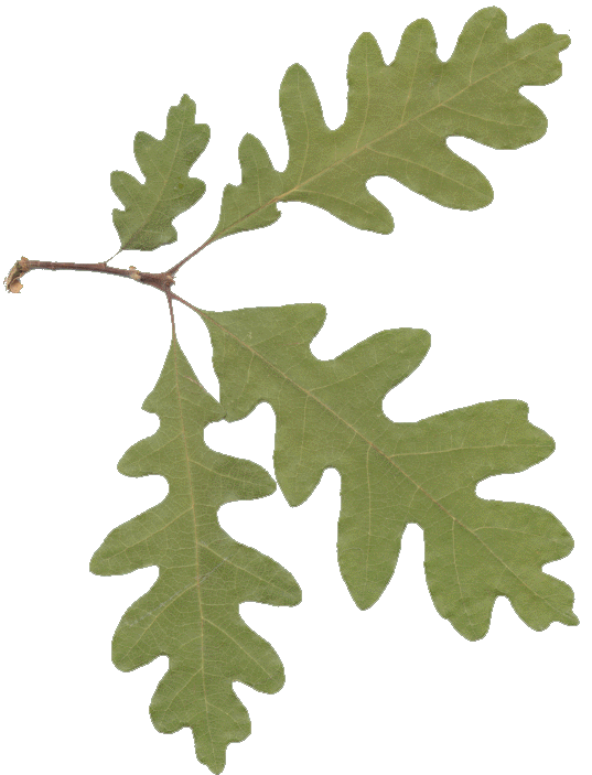 Picture Of Oak Leaves - ClipArt Best