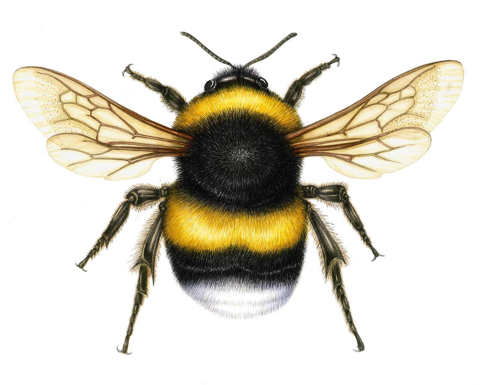 Images For > Bumble Bee Illustration