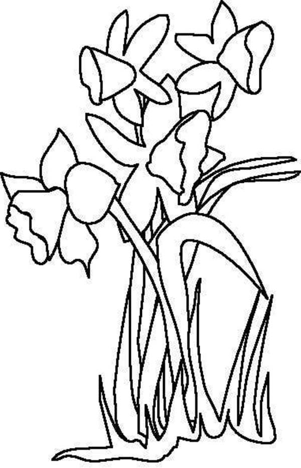 daffodil coloring pages for kids - photo #47