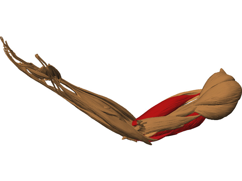 Hand Muscle 3D Model Download | 3D CAD Browser