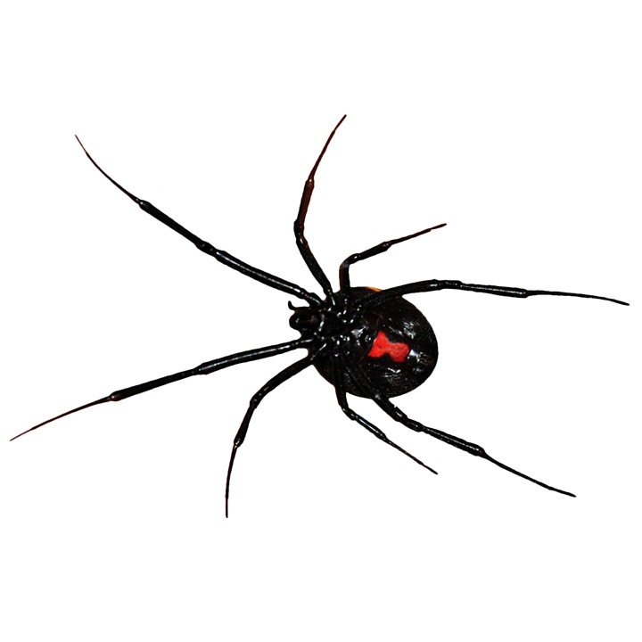 Black Widow Spider Decal Design 4 by WilsonGraphics on Etsy