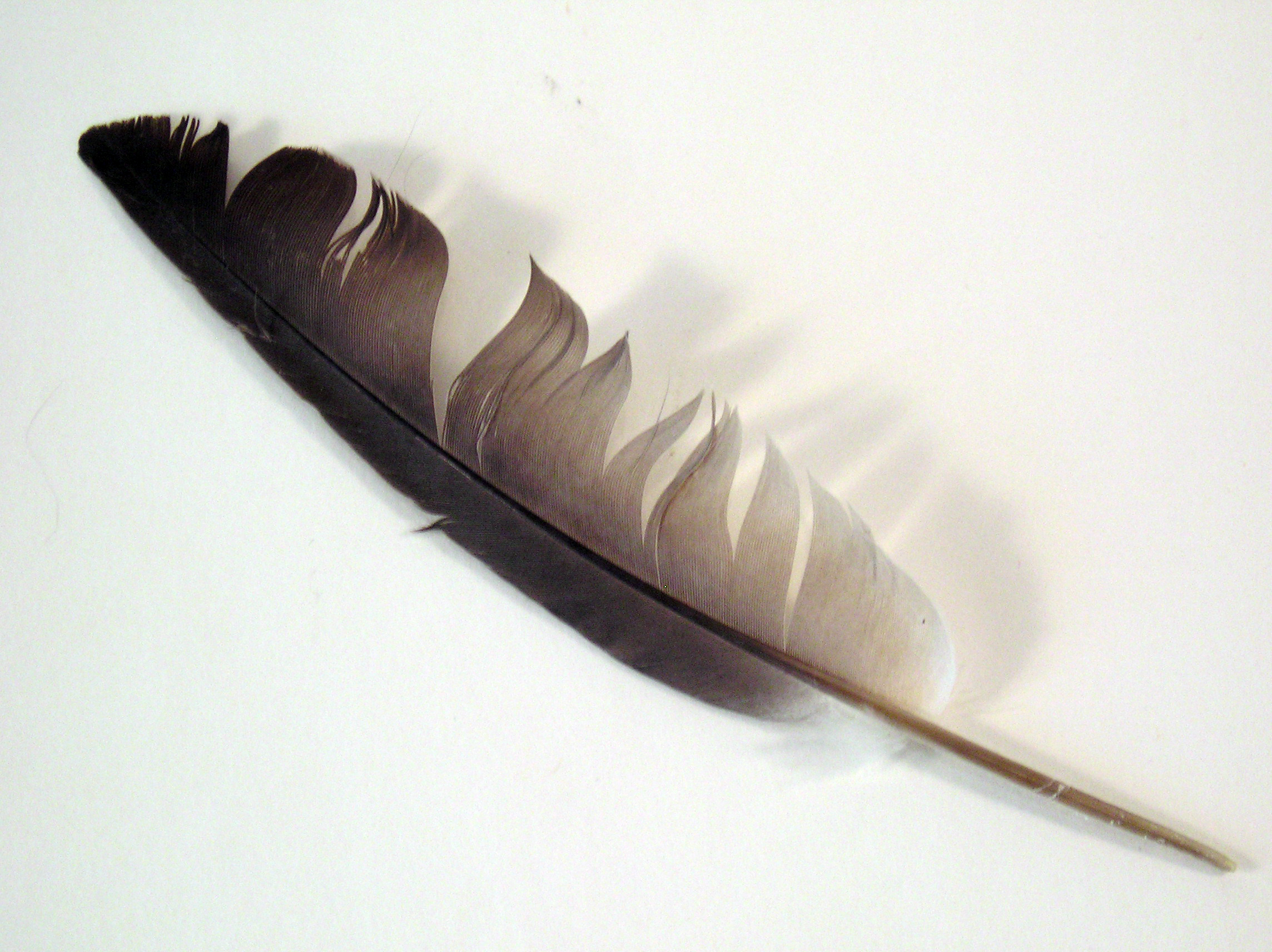 FREE STOCK, Gothic Feather 4 by mmp-stock on DeviantArt