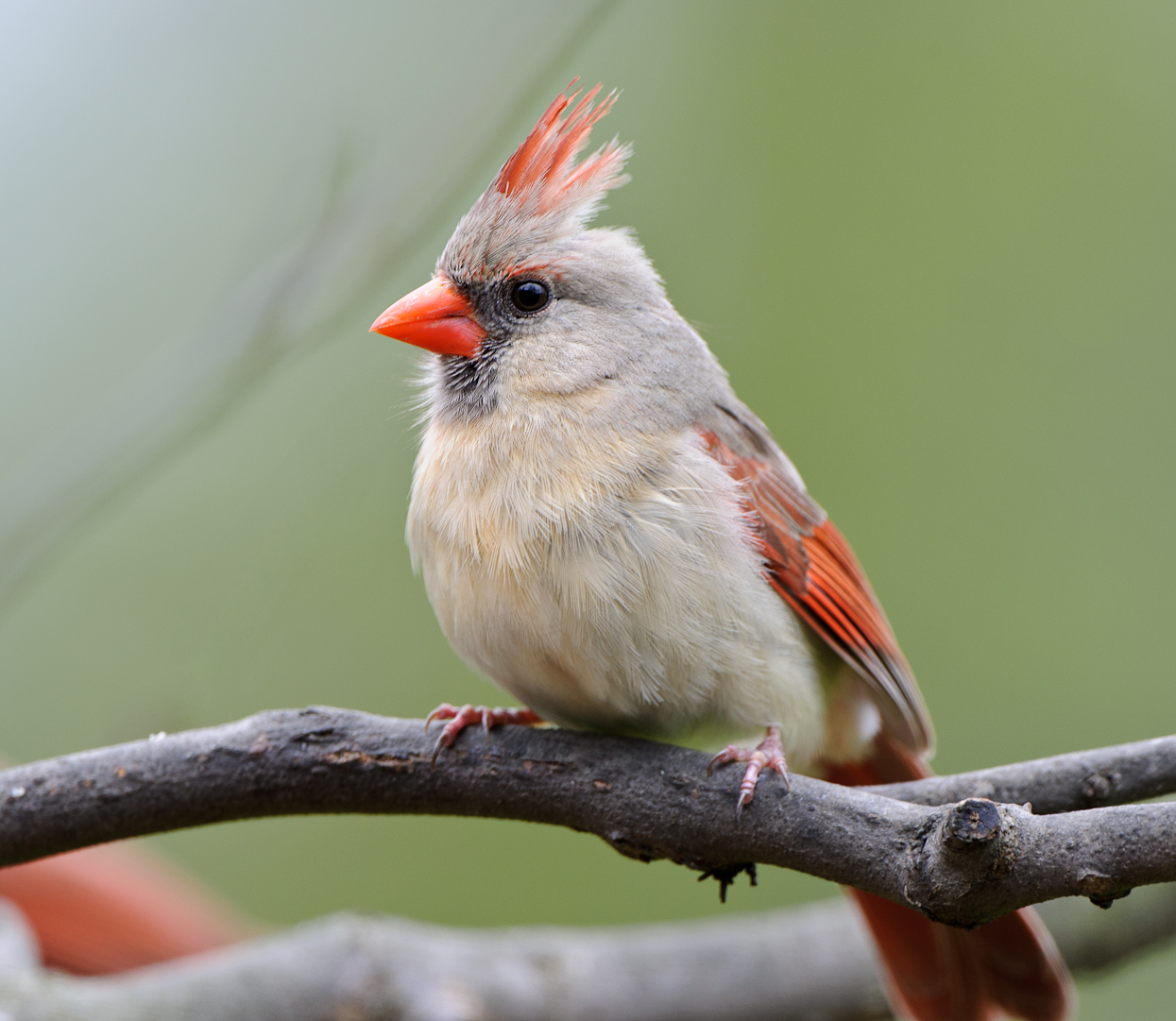 ohio-state-bird-cliparts-co