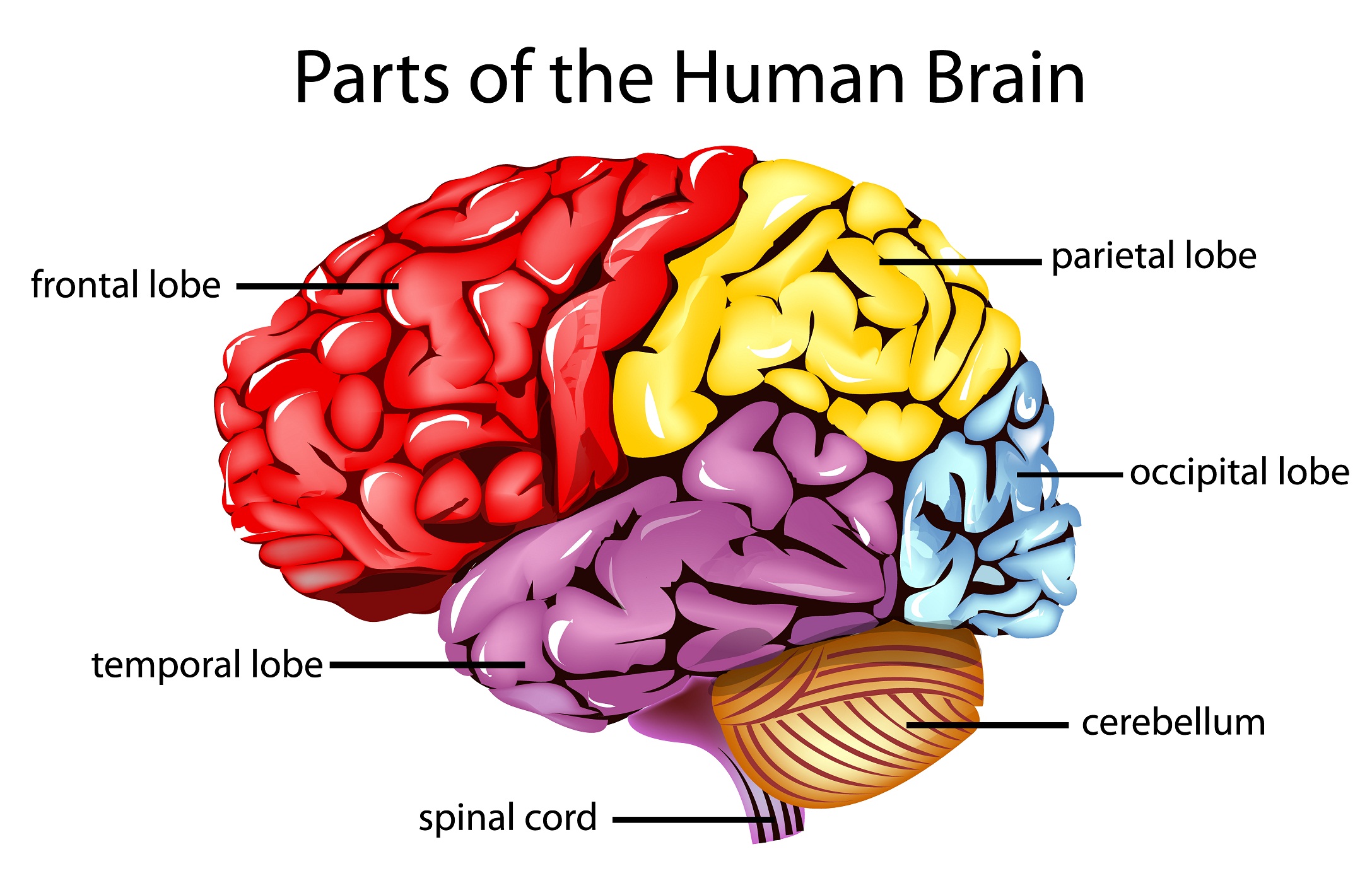 Brain diagram unlabeled 391 Unlabeled Brain Diagram, Thing That ...