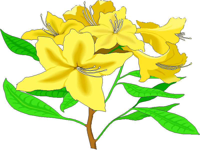 free clip art jasmine flower - photo #37