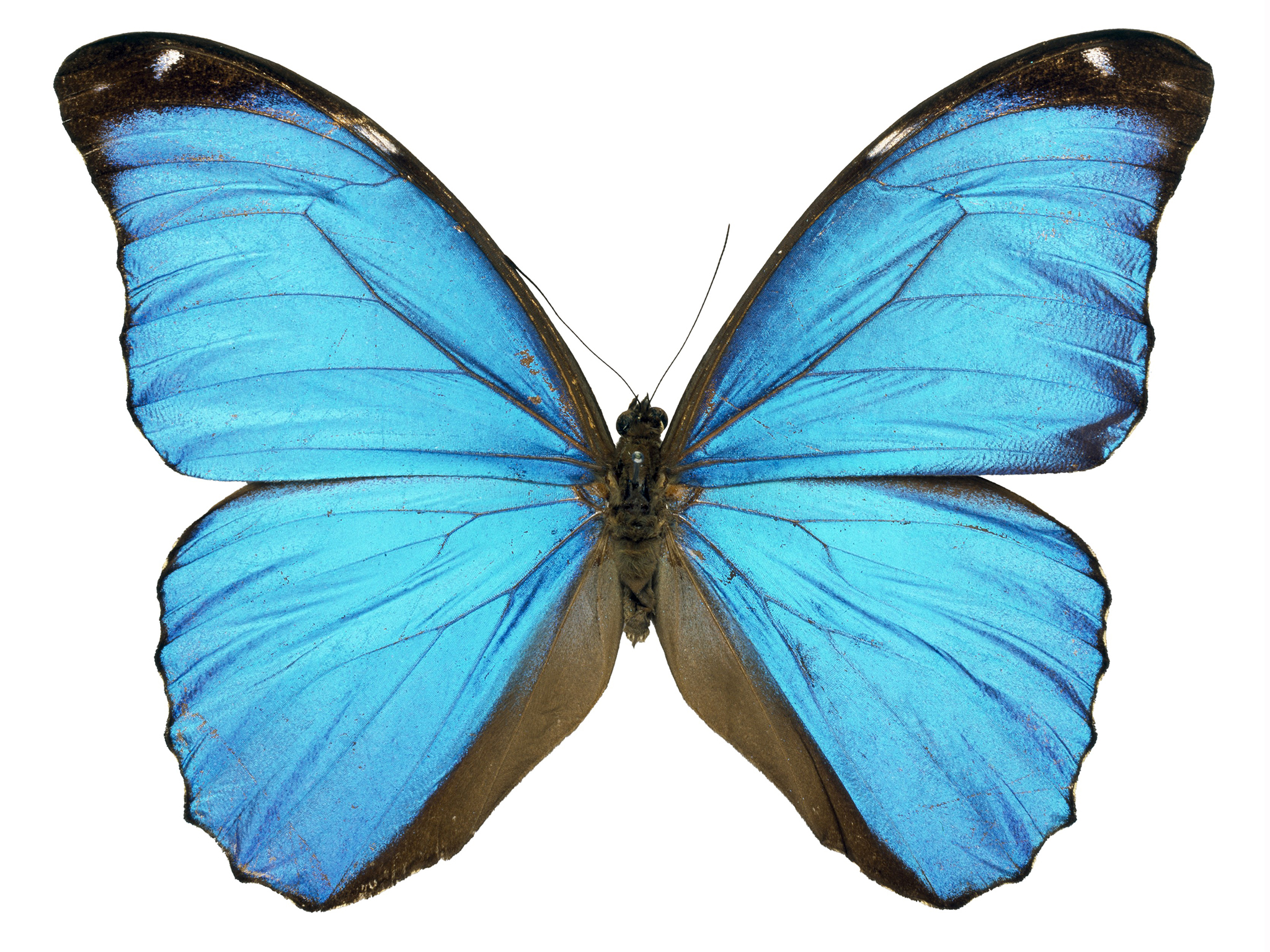 Scientist grows butterfly wing in laboratory - Science - News ...