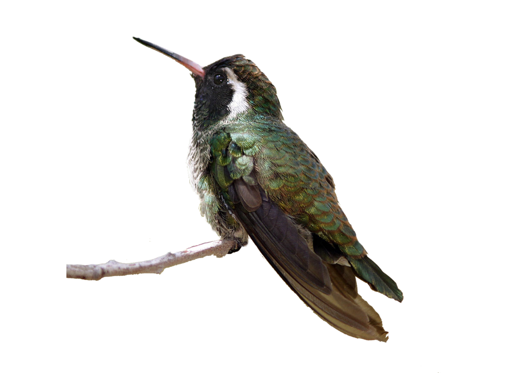 Bird Png - Cliparts.co