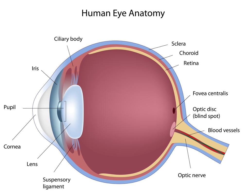 Eye Diagram | Viralnova