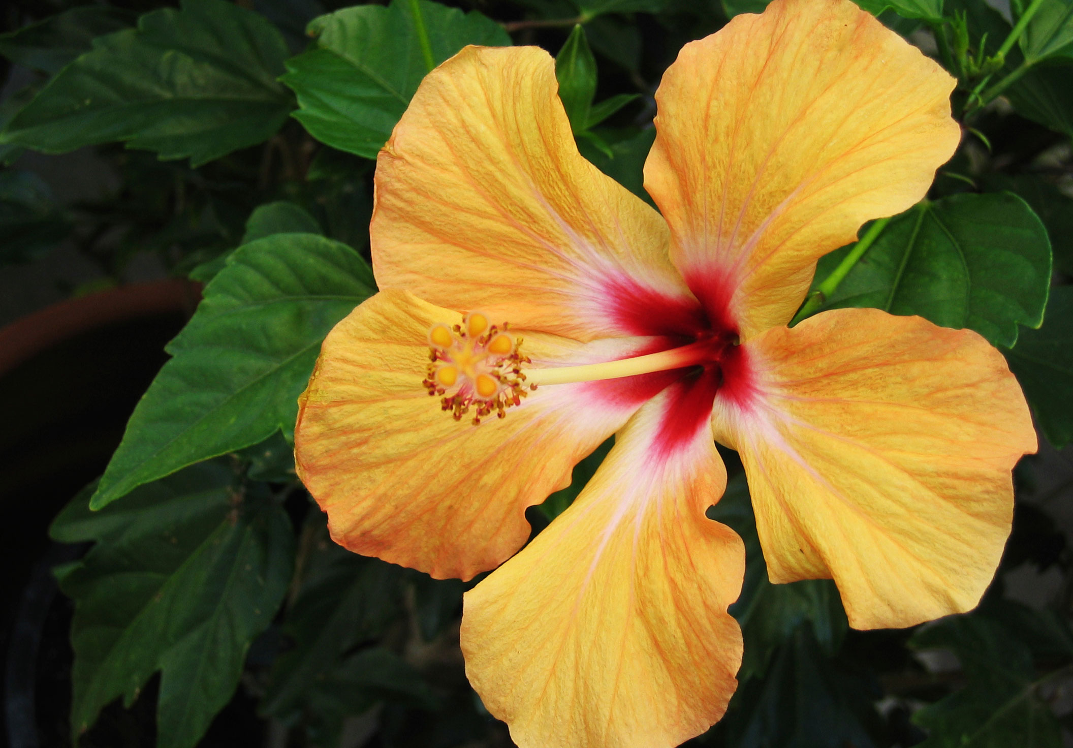 tips-on-caring-for-hibiscus-plants-cliparts-co