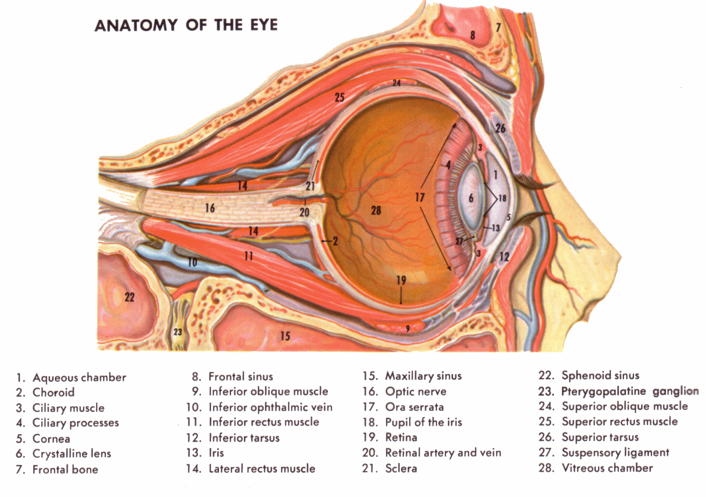 Anatomy of The Human Eye Diagram images