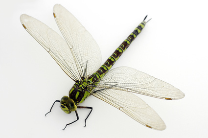 Why Dragonfly? - It is Alive in the Lab