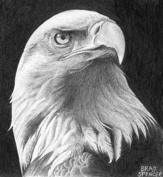wildlife - Eagle Head by Brad Spencer