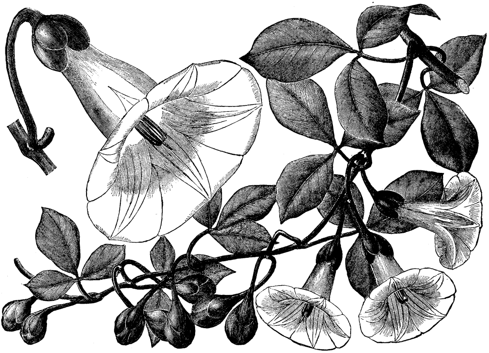 Cotton Plant Drawing - Cliparts.co