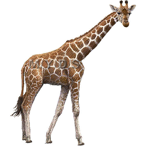 Giraffe clipart graphics (Free clip art
