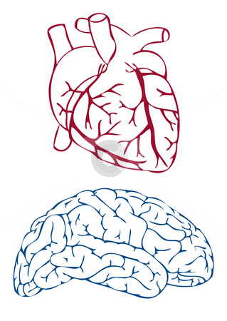 Heart and brain stock vector