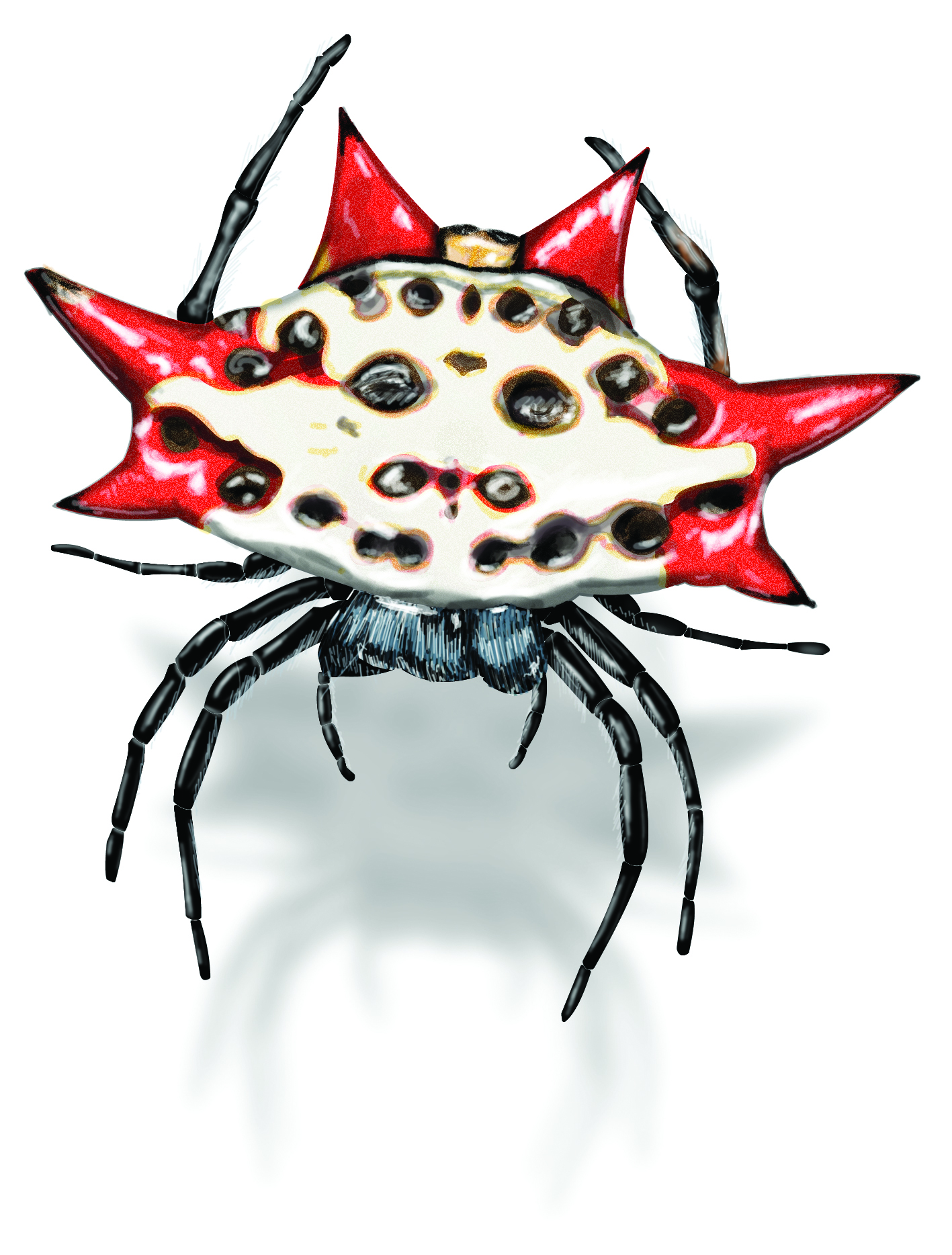 Spinybacked Orb Weaver Spider
