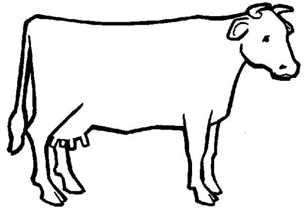 a cow outline Colouring Pages
