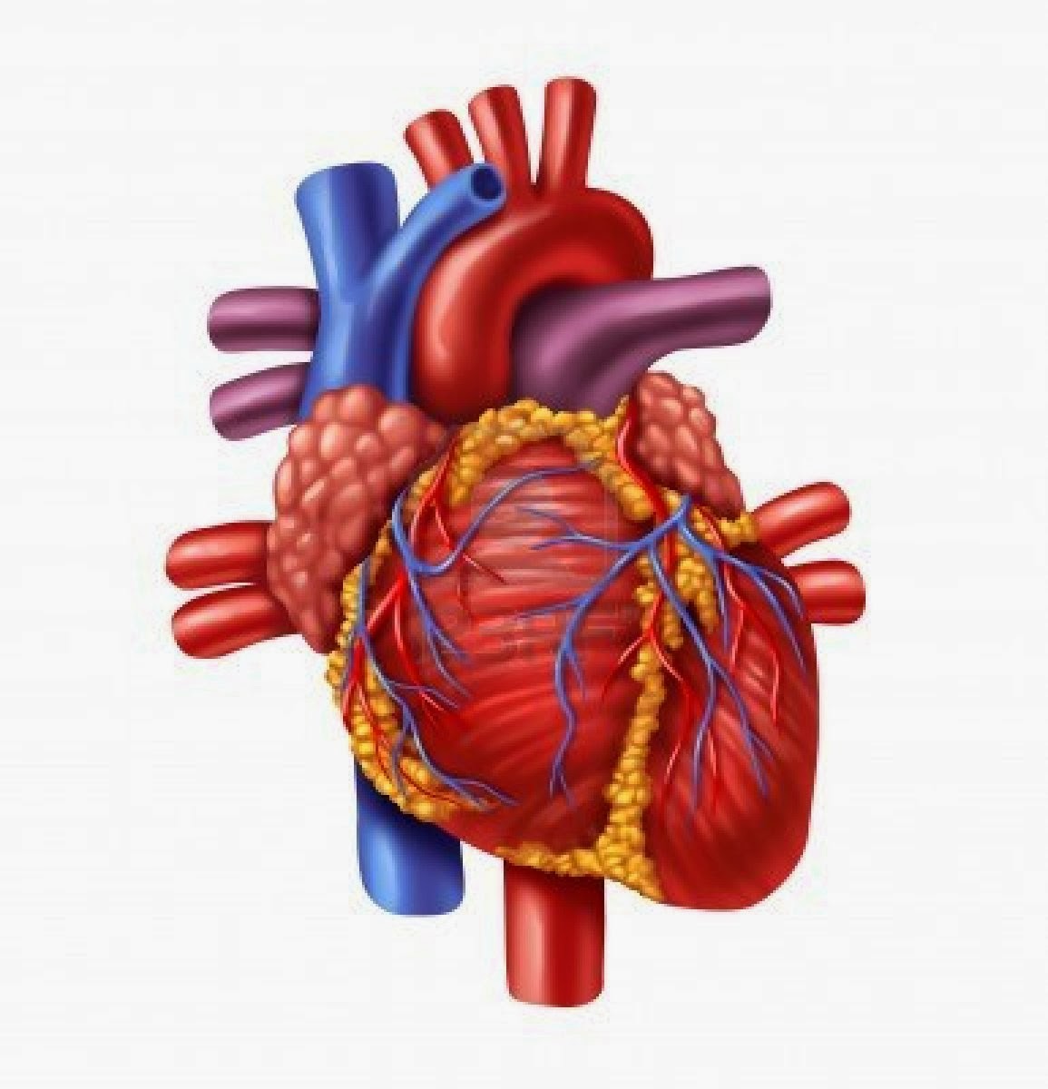 Heart Diagram Unlabeled - Cliparts.co