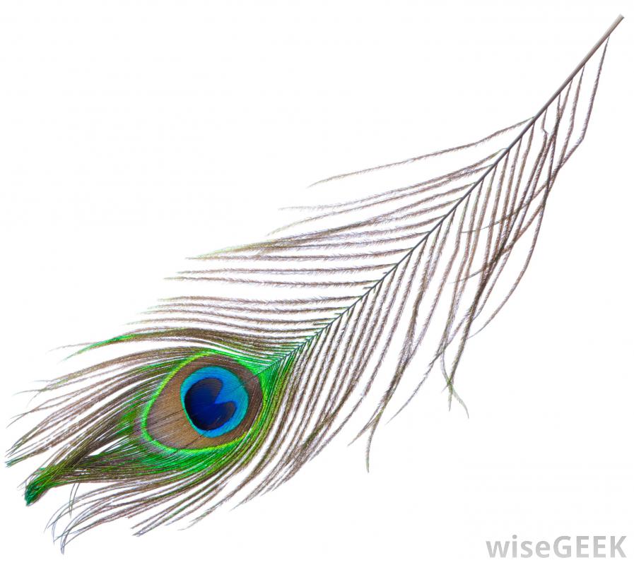 Peacock on Pinterest | Peacock Feathers, Peacocks and Louis ...