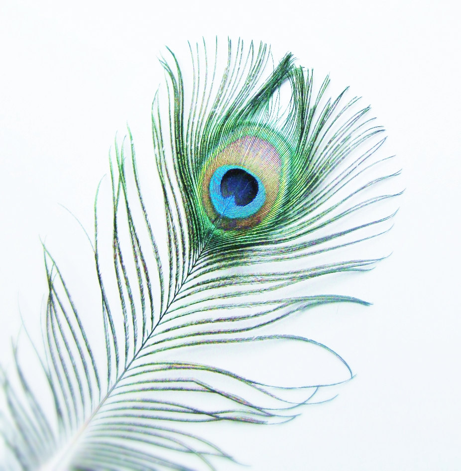 Peacock Feather Photo Photography 5x5 Signed by 132Photography