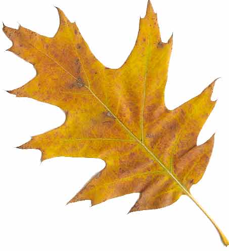Leaf Shapes | Forage For Health