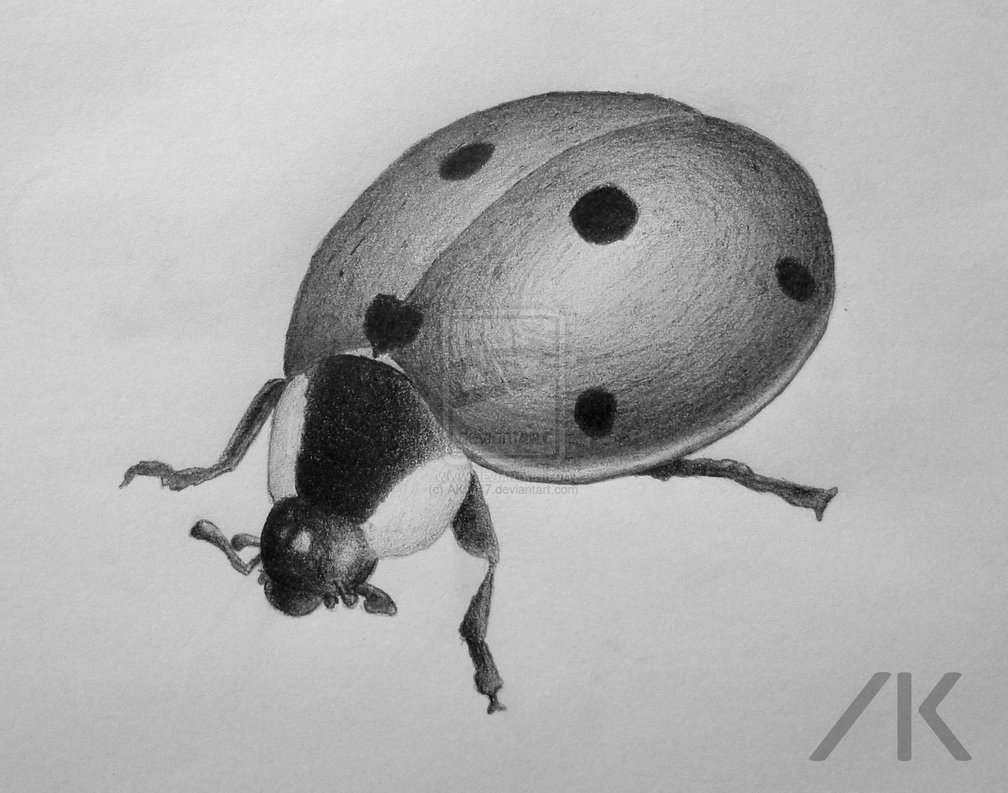 ladybug_pencil_drawing_by_ ...