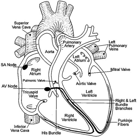 Blank Heart Diagram Worksheet