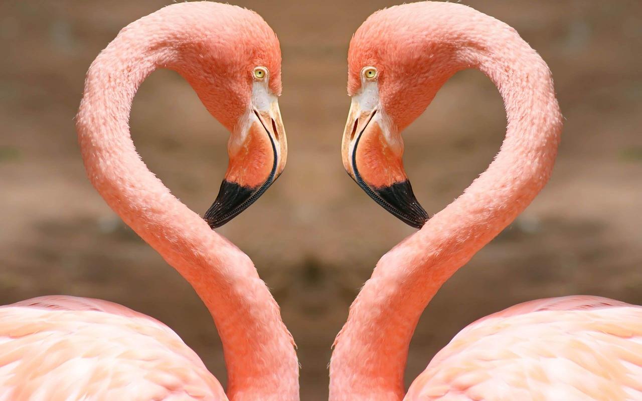 Free Wallpapers — Pink Flamingos