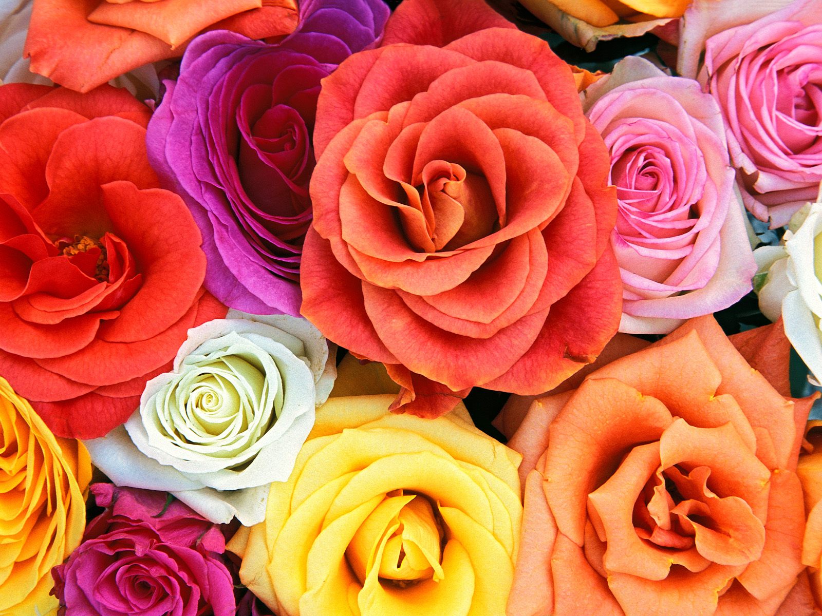 Color Meaning Of Flowers - HD Photos Gallery