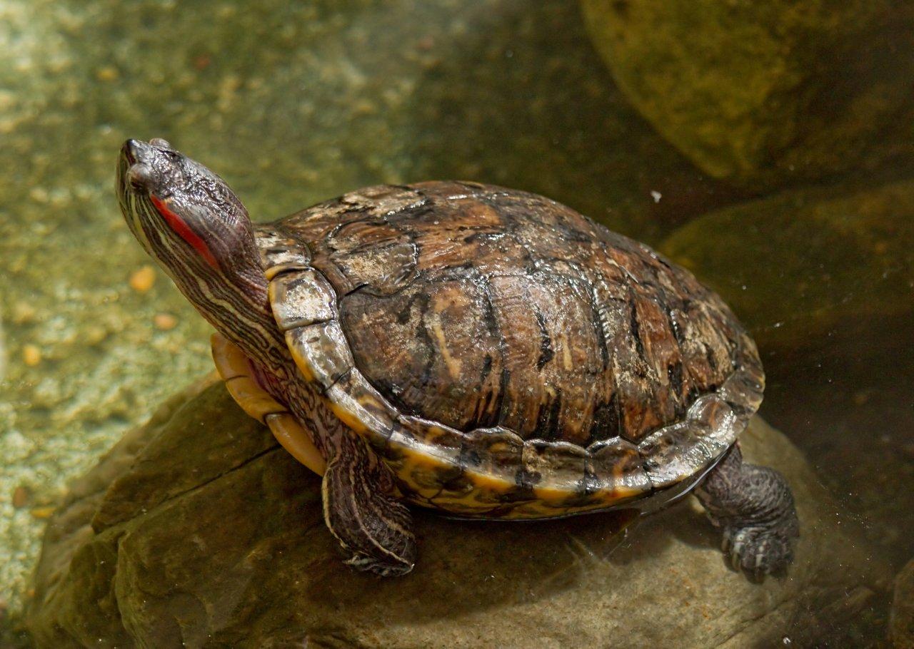 Turtle - A Message from one of our Spirit Animals